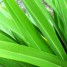 Green Flax Leaves