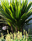 Green Goddess Cordyline