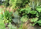 Gunnera Lupine Flowers