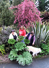 Gunnera Puppy Visitors