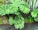 Gunnera Waterside