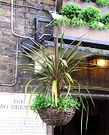 Hanging Cordyline