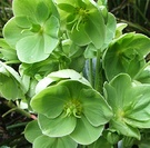 Hellebores Flowers Green