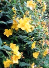 Hypericum Shrub