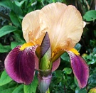 Iris Brown Purple