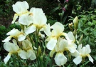 Iris Cream Flower