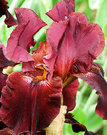 Iris Dull Maroon