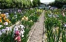 Iris Garden