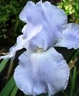 Iris Light Blue