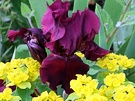 Iris Maroon Dark