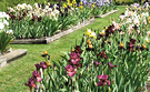 Iris Nursery Bed