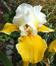 Iris Old Yellow