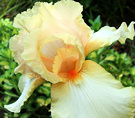 Iris Pale Apricot