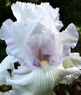 Iris Pale Blue