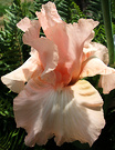 Iris Sunny Apricot