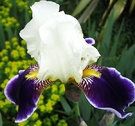 Iris White Blue