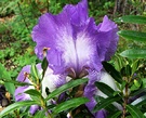 Iris White Purple