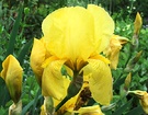 Iris Yellow Bearded