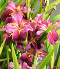 Japanese Iris Pink