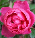 John Clare Winter Rose