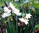 Jonquil Early Flowers