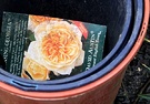 Label Orange Rose