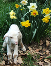 Lamb Woolly Daffodils