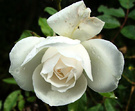 Late Iceberg Rose