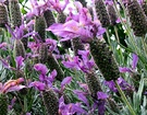 Lavender Flower Heads