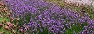 Lavender Garden Plants