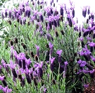 Lavender Shrub