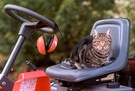 Lawn Mowing Sifter Cat