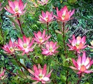 Leucadendron Red Bract