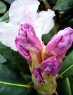 Lilac Rhododendron