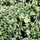 Little Pittosporum