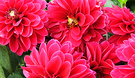 Magenta Dahlias 2005