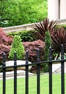 Mansion Red Cordyline