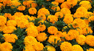 Marigolds Mass Planting