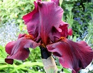 Maroon Bearded Iris