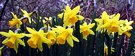 Miniature Row Daffodils