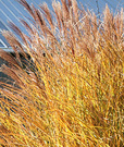 Miscanthus Winter