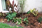 Mulch Canna