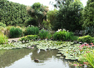 New Zealand Pond