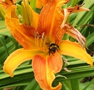 Orange Daylily Bee