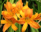 Orange Daylily Species