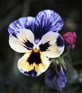 Ordering Seeds Purple Yellow Pansy