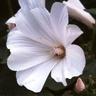 Ordering Seeds White Lavatera