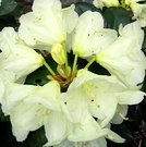 Pale Cream Rhododendron