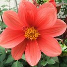 Pale Red Dahlia