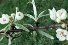 Pear Blossom